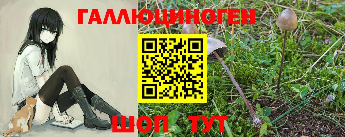 Богородск  Галлюциногенные грибы MAGIC MUSHROOMS  Вход с VPN 